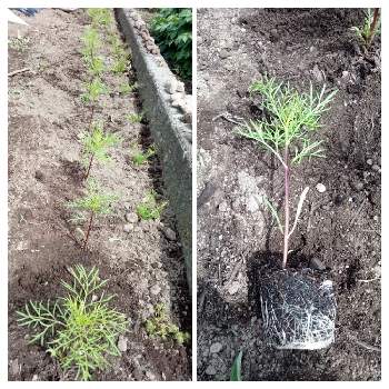 植え付けの画像 by こっこさん | 畑とコスモスダブルクリックと植え付けとサカタのタネと成長記録