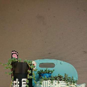 ピンクパンサーさんのリメ鉢の画像 by ミールンさん | 車庫と多肉４年目❤️とトトの日と繋がりに感謝♡とharukuさんの缶と꒰ღ˘◡˘ற꒱かわゅ~と水族館鉢とピンクパンサーさんのリメ鉢とサニコさんリメ缶とサニコさんのタコ鉢