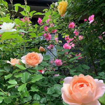 色が好きの画像 by ミミンさん | 広い庭とバラ アンブリッジローズとばら バラ 薔薇と色が好きと花のある暮らしとバラの地植えと富士山麓と花色が可愛い