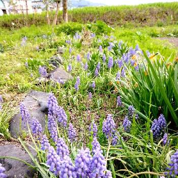 Happy dayの画像 by コスモスさん | ムスカリと春の到来と ムスカリとHappy dayと豪雪地帯とはるとねこ好きと我が家の庭と可愛いと花のある暮らしと春の足音と花のある部屋