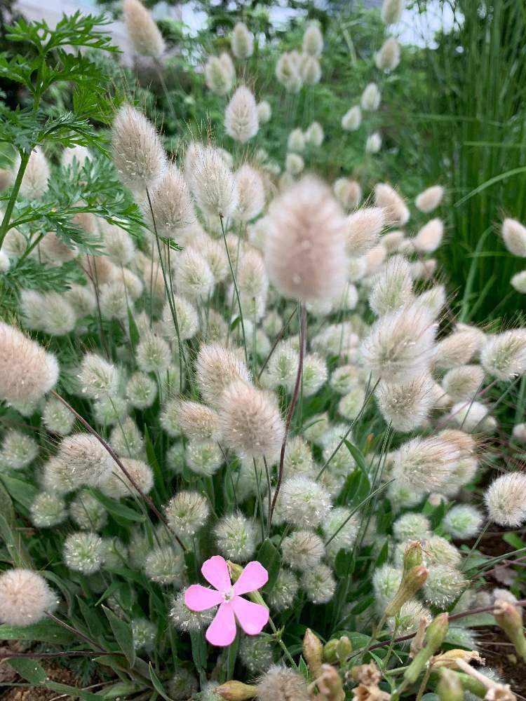 ラグラスの投稿画像 By あずさん お出かけ先と街路樹の植え込みと道端の草花と花言葉とgsで勉強中と花いろいろとお散歩と街路樹の植え込みと道端の草花と花 言葉とgsで勉強中と花いろいろとお散歩 22月5月10日 Greensnap グリーンスナップ Greensnap ラグラスの投稿画像 By あずさん お出かけ先と街路樹の植え込みと道端の草花と花言葉とgsで勉強中と花いろいろとお散歩と街路樹の植え込みと道端の草花と花 言葉とgsで勉強中と花いろいろとお散歩 22月5月10日 Greensnap グリーンスナップ Greensnap