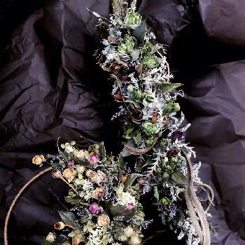 スプレーバララディッシュの投稿画像一覧 Greensnap グリーンスナップ