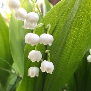 白い小花の画像 by at.モーニングさん | スズラン♪とうちの庭♪と世界に平和をと今日の庭♪と暮らしのスナップと白い小花