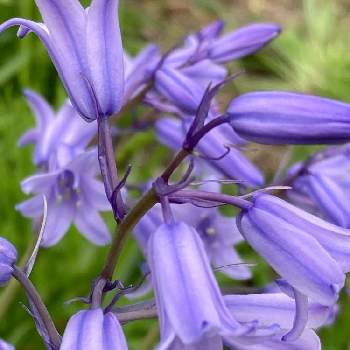 スパニッシュ ブルーベルの花の投稿画像一覧 Greensnap グリーンスナップ