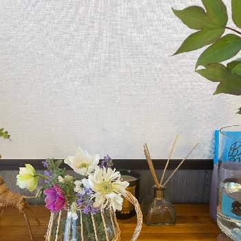 八重咲き　アネモネの画像 by マルさん | 部屋とアネモネと八重咲き　アネモネ