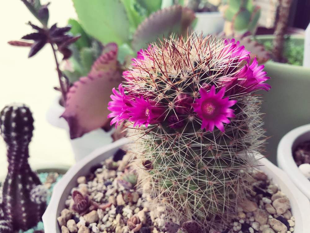 ピンク 花の投稿画像 By R Mommy さん 子宝草とサボテンとサボテン と花が咲いたと100均とダイソーとかわいい とぴんく とサボテン と花が咲いたと100均とダイソーとかわいい とぴんく 22月5月10日 Greensnap グリーンスナップ Greensnap グリーン