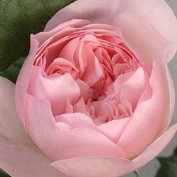 バラ苗の画像 by はるちっちさん | バラ・ポシェットと鉢バラとばら バラ 薔薇とピンクの花と薔薇 バラ ばらとバラ 鉢植えと鉢植えとガーデニングと花のある暮らしと薔薇♪とバラ・ミニバラとバラを楽しむとバラ苗
