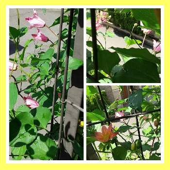 今日の庭の画像 by ❀La’❁❀さん | 小さな庭とクレマチスとミニダリアとお花を楽しむとお気に入り♡とGS映えとクレマチス♬とおうち園芸とお花に癒されてと花に魅せられてとGSに感謝。といやし♡と可愛い〜♡とガーデニングと癒し…♡と꒰ღ˘◡˘ற꒱かわゅ~と花のある暮らしとピンクの花と今日の庭と咲いてくれてありがとう❤とピンク❤︎ピンクとつる性植物とクレマチス大好き♪