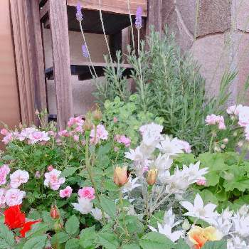 バラ咲きゼラニウムの画像 by Hagisさん | 玄関とオレガノ ケントビューティーとバラ咲きゼラニウムとラベンダーグロッソとイングリッシュラベンダーとミニバラ ピーチ姫とフランネルフラワー  フェアリーホワイトとローズとばら バラ 薔薇とミニバラ鉢植えと寄せ植えと鉢植えとプランター栽培とバラ・ミニバラと鉢植えゼラニウム