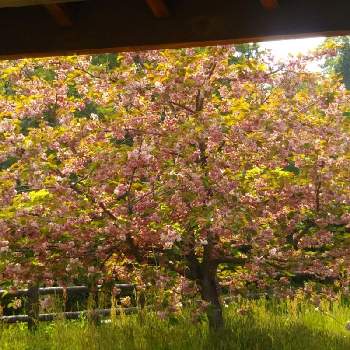 八重桜＊の画像 by ケニチさん | 八重桜とさくら 桜 サクラと八重桜＊とピンク色の花シリーズと若林公園