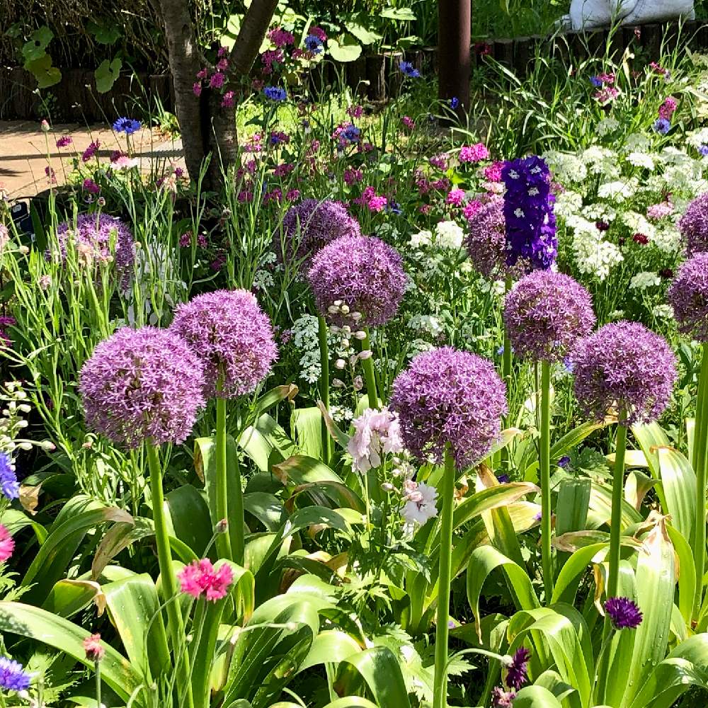 アリウム ギガンチウムの投稿画像 By モリさん お出かけ先 22月5月10日 Greensnap グリーンスナップ Greensnap グリーンスナップ