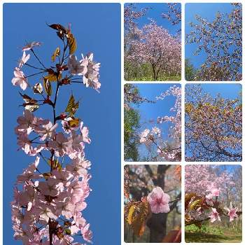 優しい時間の画像 by 空色さん | お出かけ先とさくら 桜 サクラと北海道と優しい時間と優しい気持ちと桜と青空