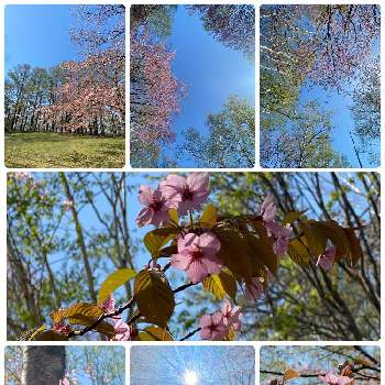 優しい時間の画像 by 空色さん | お出かけ先とさくら 桜 サクラと白樺の葉と北海道と優しい時間と優しい気持ちと桜と青空