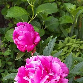 素敵な色の画像 by harumamaさん | 小さな庭とありがとう❤️と素敵な色と慰めと花のある暮らしと芍薬の花といやし♪と世界が平和になりますように
