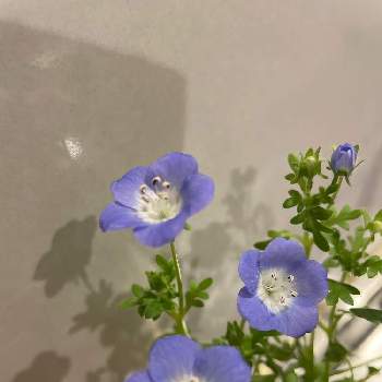 ネモフィラ・インシグニスブルーの画像 by shi -さん | ネモフィラ・インシグニスブルーとブルー