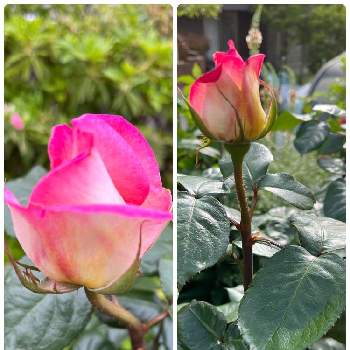 薔薇プリンセスドゥモナコ，の画像 by ピオニーさん | 小さな庭とプリンセスドゥ・モナコと薔薇プリンセスドゥモナコ，とネームプレートを付け間違えたと狭い庭にバラとバラへのワクワクが止まらないと親木と挿木の花色が違う