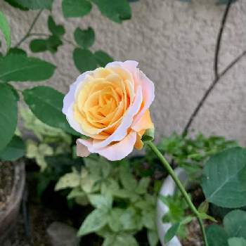 2年目の花の画像 by エリカさん | 玄関とスマホ撮影とビックリ！！と薔薇愛同盟とありがとう♡とおうち園芸と変わったお花と交配の薔薇と色の変化と2年目の花と春のいちばん花とナチュラルスタイルと花のある暮らしと薔薇♪と咲いた！