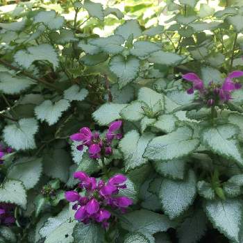 葉脈フェチの画像 by Mayさん | 小さな庭とラミウムと開花中とある晴れた日とラミウム♪と今日のありがとうと葉脈フェチと色目惚れ