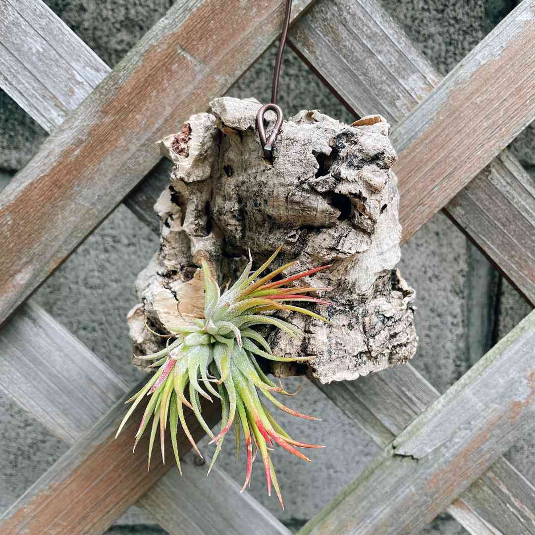 チランジア イオナンタ フエゴ ログ｜🍀GreenSnap（グリーンスナップ）