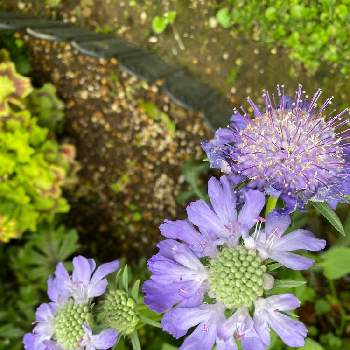良い色❤︎の画像 by くまっこさん | 小さな庭と癒しと紫色の花と美しい♡とおうち園芸と良い色❤︎とキュン♡と嬉しい♡と可愛いとスカビオサ・コーカシカ