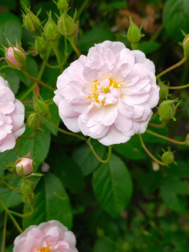 2022年5月の花遊庭 薔薇が満開｜🍀GreenSnap（グリーンスナップ）