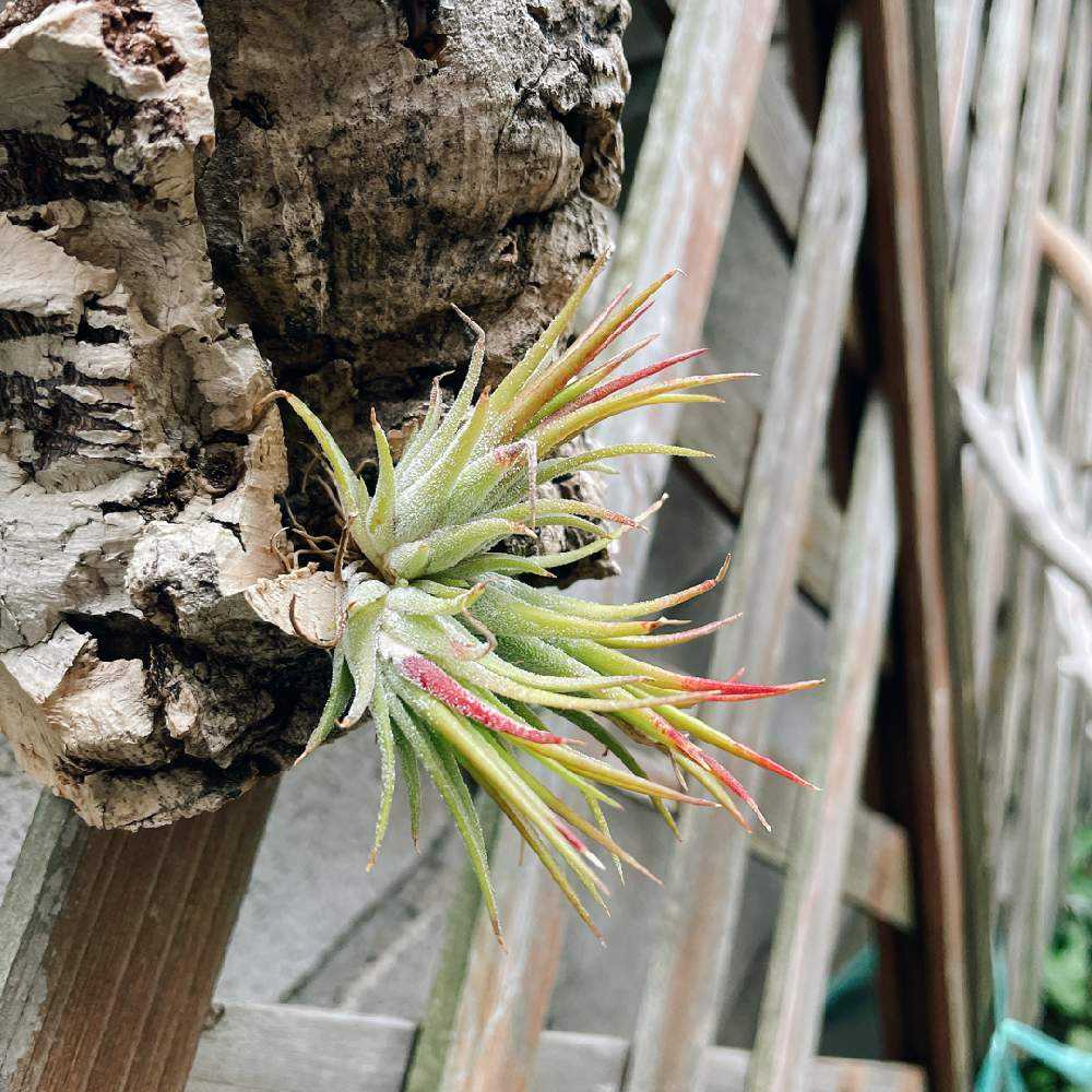 チランジア イオナンタ フエゴ ログ Greensnap グリーンスナップ