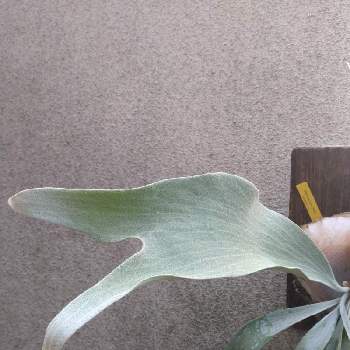 着生シダの画像 by Yoshiさん | バルコニー/ベランダとビカクシダ オモとPlatycerium OMOと着生植物とウラボシ科と着生シダとシダ植物とビカクシダ属