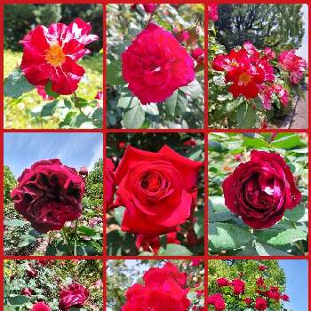 赤いお花❤️の画像 by ユミティさん | お出かけ先と薔薇・バラ・ばらと公園の薔薇と綺麗な色♡と薔薇♪と赤い薔薇♡と赤いお花❤️