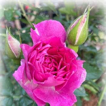 シェエラザード＊の画像 by FUJIYAMAさん | ばら バラ 薔薇とおうち園芸とシェエラザード＊とバラ開花とガーデニング
