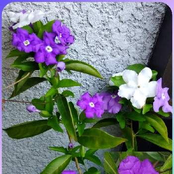 お祝いpicの画像 by k57さん | 小さな庭とニオイバンマツリとお祝いpicと青い花とその葉を写そう！2022と青い小さな花マニアとおうち園芸と㊗️ミンちゃんさん3000picとチーム・ブルーNo.130と青い花マニアとチーム・ブルーと㊗️ミンちゃん3000pic