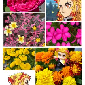 オキザリス,バラ,マリーゴールド,カルセオラリア,アッツ桜の画像
