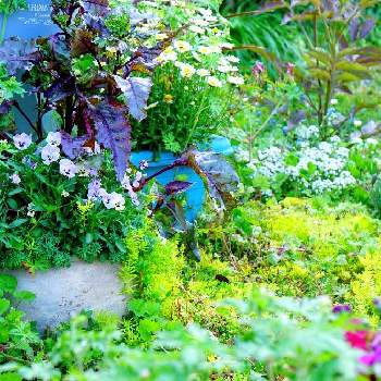 カメラアソビの画像 by Solaさん | 広い庭とビオラ・パンジーと寄せ植えとカメラアソビとGS映えとGS日和と勢いまかせ♪と植中毒と庭のある暮らしとガーデニングと庭あそびと花のある暮らしと春のいろとみどりいろと思い付くままに