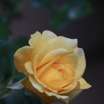 ゴールドバニーの画像 by こまくささん | 小さな庭とゴールドバニーとばら バラ 薔薇とお家園芸と今日撮影と可愛いと花のある暮らしと黄色いバラ