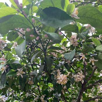 レモンの木の画像 by ちょろみさん | 小さな庭とレモンとガーデニングとレモンの木と花盛りとお庭生活