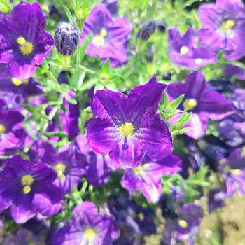 次々開花♪の画像 by rayさん | 庭の花とブルーの花とブルーガーデンと次々開花♪