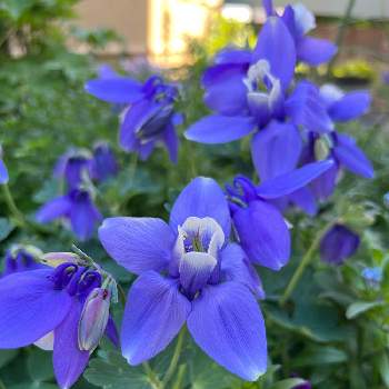 春の花！の画像 by あっこさん | 小さな庭とミヤマオダマキと楽しんでますと青い花とその葉を写そう！2022と癒しの植物とおうち園芸と自己満ガーデンと春の花！と元気に育ててますよとブルーの花と青い花マニアと青い花大好き