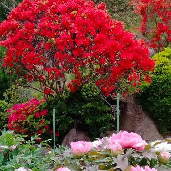躑躅の画像 by moonさん | お出かけ先と躑躅と牡丹と初夏へとピンクの花と金蛇水神社と紅い花と我ら宮城県民