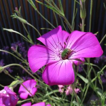 ハナムグリ♪の画像 by mahosihoさん | アグロステンマと裏庭とピンクの花とハナムグリ♪と花壇と花と昆虫と一年草と地植えと種まきっ子