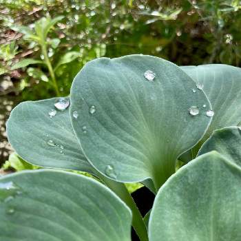 昭花園の投稿画像一覧 Greensnap グリーンスナップ