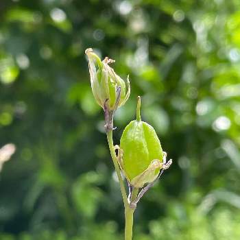 イングリッシュブルーベルの投稿画像一覧 Greensnap グリーンスナップ