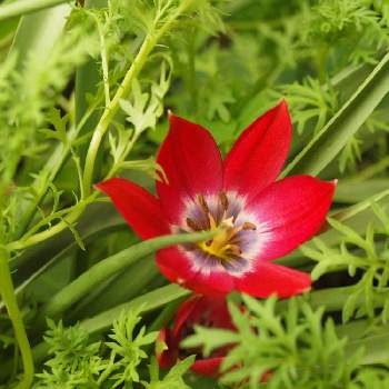 原種系チューリップの画像 by たまちゃんさん | 小さな庭とチューリップとガーデニングと原種系チューリップと花の15年組