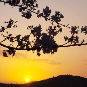 夕陽の画像 by 心ほっと。。。さん | お出かけ先と夕焼けと桜フォトコン2022とさくら 桜 サクラと桜風景と心ほっと。。。の空色とくも☁とお花と夕陽と木のある風景