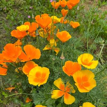 輝く花の投稿画像一覧 Greensnap グリーンスナップ