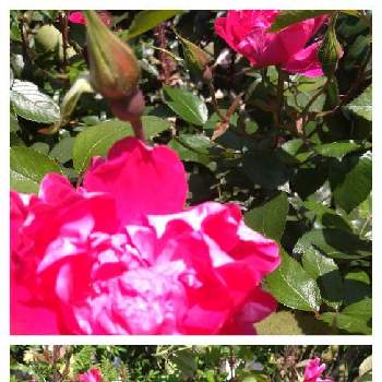 オレンジ系大人気の薔薇中毒様専用 バラ 挿し木 植物 観葉植物 インテリア 住まい 小物オレンジ系 9 999 Ugel03 Tno Gob Pe