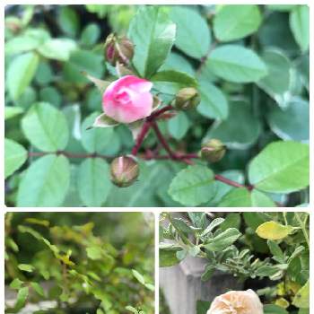 笑顔の源の画像 by ayakazumamaさん | 小さな庭とミニバラ・グリーンアイスとミニバラと小さい庭と庭の花とお庭のお花と春の訪れとコロナに負けるな！と笑顔の源と頑張れと緑がある暮らしとミニバラ グリーンアイスと花のある暮らしとバラ・ミニバラとローラアシュレイ鉢