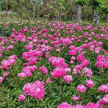 シャクヤクピンクの画像 by hiroさん | ウクライナに平和をと長居公園植物園とピンクの花が好きと医療関係者に感謝とJuneの会とコロナに負けるな‼️と芍薬 サラベルナールとシャクヤクピンクとピオニー サラベルナールと長居公園