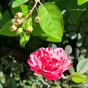 マーブル模様の画像 by cranberry*さん | 小さな庭とジューンベリーの実とミニ薔薇ジジとポールセンローズとマーブル模様とミニバラ鉢植えとポールセンローズ パレードとミニバラ♡と癒されると赤い花と花のある暮らしと小花好き