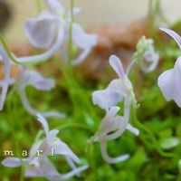 ウトリクラリア・サンダーソニー,ウサギゴケ,Utricularia sandersonii,花芽,食虫植物 ミミカキグサの画像