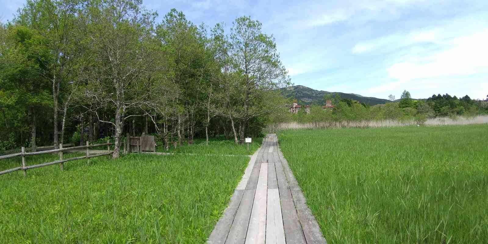 箱根湿性花園2022年5月上旬｜🍀GreenSnap（グリーンスナップ）