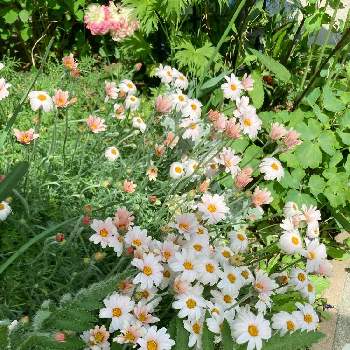 オリエンタルポピーの画像 by れいちるさん | 小さな庭とデルフィニウムとオリエンタルポピーとローゼンセマム　アプリコットジャムとラナンキュラスとピンクの花とお気に入りと私の癒しと私の宝物～❤と毎年咲くと小さな小さな庭と花のある暮らしと玄関先と咲いた！と花の群生地フォトコン
